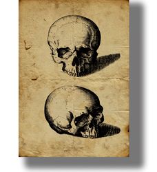 two skull. illustration from an old anatomical atlas. anatomical art poster. gothic style wall decoration. 105.