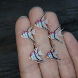 miniature manacapuru angelfish 5 pcs, tiny fish for diorama, resin art or dollhouse aquarium