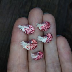 miniature clay nautilus pompilius 5 pcs, tiny sea creatures for jewelry. diorama, resin art or dollhouse aquarium