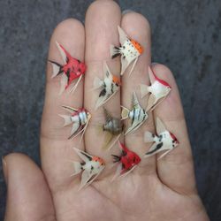 miniature various freshwater angelfish 10 pcs, tiny fish for diorama, resin art, display or dollhouse aquarium