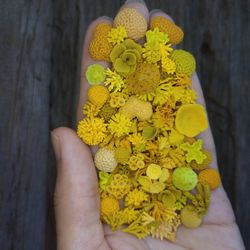 set of miniature corals shades of yellow, tiny corals for diorama, resin art, display or dollhouse aquarium