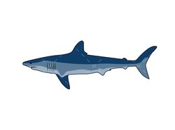 Shark SVG, PNG, PDF, Great Shark svg, Animal svg