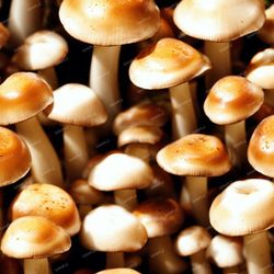 edible mushrooms pattern tileable repeating pattern
