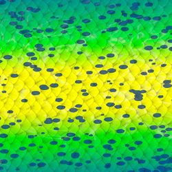 mahi skin scales tileable repeating pattern