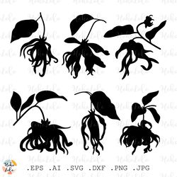 ylang svg, ylang silhouette, ylang cricut, ylang stencil templates dxf, ylang clipart png, plant svg