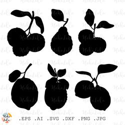 bergamot orange svg, bergamot orange silhouette, bergamot cricut, bergamot stencil templates, bergamot clipart png