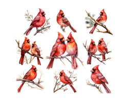 watercolor red cardinal clipart , memorial, cardinal clipart, remembrance png,digital paper clipart,watercolor illustrat