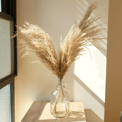 Natural Fluffy Dried Pampas Grass – 50 Steams