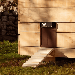 automatic chicken door