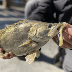 Soft Bionic Fishing Lure, Soft Plastic Fishing Lures, Bass Fishing