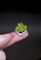 miniature greenery in a white pot 1:12, micro-greenery dollhouse, miniature seedlings in a pot, dollhouse plants, miniature plants, doll garden,doll plants