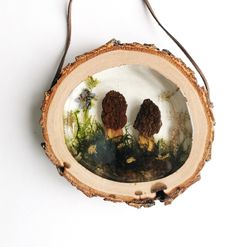 morel mushroom decor real mushroom in resin frame resin mushroom resin art