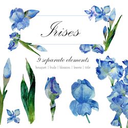 watercolor illustration of blue irises, floral clipart png