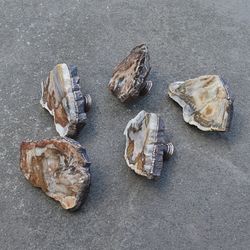 petrified wood slice dresser knobs