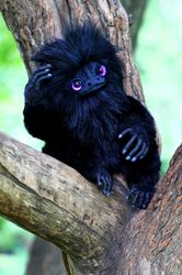 monkey charlie fluffy monkey, monkey, furry monkey, furry monkey, black monkey, mystical eyes, purple eyes, fairy tale,