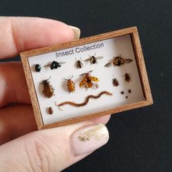 miniature curiosities cabinet, insects collection 1:12 scale