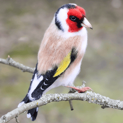 felted realistic toy felt toy goldfinch woolen art doll felt animal