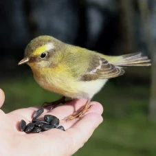 felted realistic toy bird warbler woolen art doll felt animal