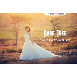 79 bare tree photo overlays