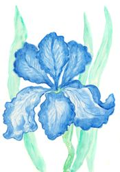 blue iris watercolor painting