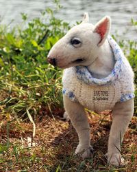 realistic bull terrier, pet portrait, pet replica, stuffed toy, plush dog