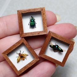 miniature curiosities cabinet 1:12 scale, insects collection , set of 3 items