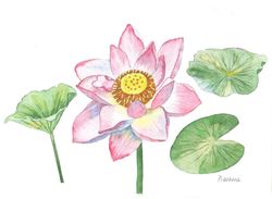 pink lotus and leaves, watercolor original, flower, floral gift