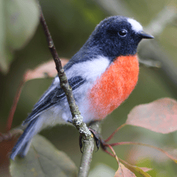 felted realistic toy flame robin felt bird handmade art doll felt animal toy bird needle felting