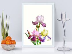 poster bouquet with three colored irises, flowers for gift