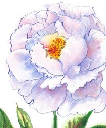 blue white peony, watercolor original, flower, floral gift