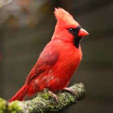 felted realistic toy bird red cardinal  felt art doll needle felted animals