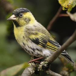 felted realistic toy bird siskin felt art doll needle felted animals toy