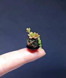 miniature succulents in a ball 1:12, kokedama dollhouse with succulents,miniature plants dollhouse