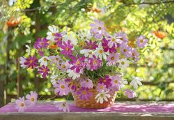 flowers in a basket photography, digital download, still life printable, bouquet of cosmos photo, cosmos art