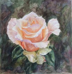 "peach rose" flower original wall art painting watercolor artwork, 17x17cm.