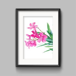 oleander flowers on a white background watercolor botanical clipart poster a2 design