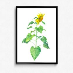 sunflower on a white background watercolor drawing for printing poster with sunflower botanical illustration clipart