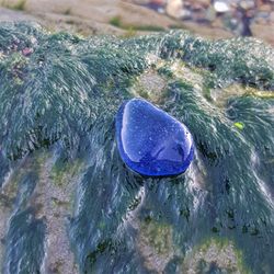 cobalt blue sea glass. large authentic sea glass