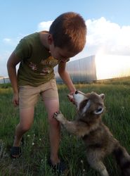 realistic plush portrait of a raccoon plush collectible pet toys replica pets with photorealistic stuffed animals.