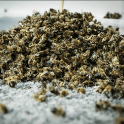 the bodies of bees. ground! 100g (3,53oz). wild siberia! altai mountains! eco-friendly! top quality!