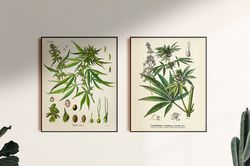 cannabis, marijuana, hemp, sativa, weed. botanical vintage poster. printable wall art. set of 2 prints. digital download