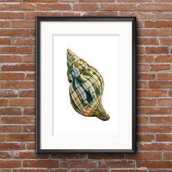 banded tulip seashell watercolor illustration for printing poster a2 marine clipart seashell on transparent background