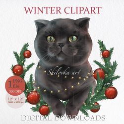 scottish fold grey cat, sublimation png. clipart png. digital download.