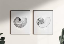 seashell art print, vintage sea shell poster,  nautilus pompilius. printable wall art. set of 2 prints. digital download