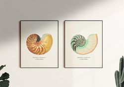 seashell print, vintage sea shell poster,  nautilus pompilius. printable wall art. set of 2 prints. digital download