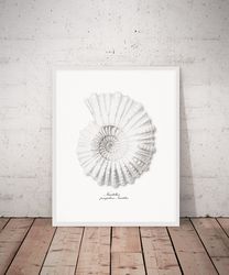 seashell wall art, vintage sea shell nautilus pompilius print. printable wall art. a4, 5x7, 8x10, 16x20 digital download