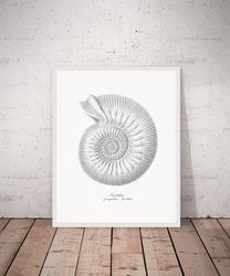 vintage sea shell print, nautilus pompilius poster, seashell art, printable wall art. 5x7, 8x10, 16x20 digital download