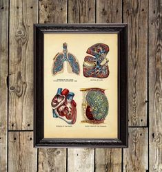 interior of the heart, lungs, liver and stomach. old anatomical atlas reproduction. 420.