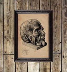 anatomy of the human head. medical reproduction. anatomical art print. 57.