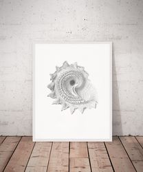 vintage sea shell print, seashell wall art, ammonite poster, wall art printable a4, 5x7, 8x10, 16x20 digital download